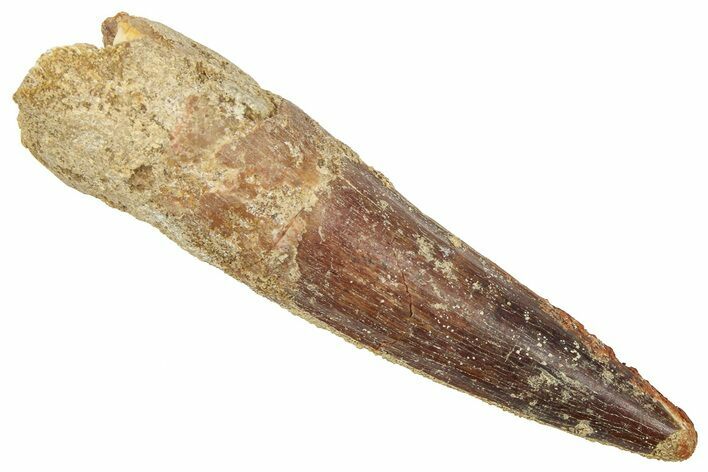 Fossil Spinosaurus Tooth - Real Fossil Tooth #372908